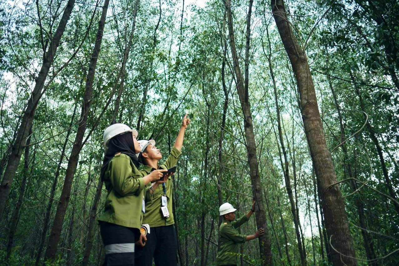Teknik Industri Kehutanan: Membangun Masa Depan Hijau yang Berkelanjutan